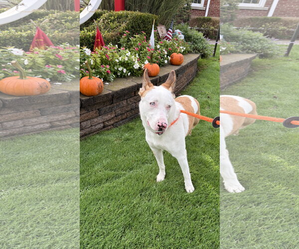 Medium Photo #24 Mutt Puppy For Sale in Chester, NJ, USA