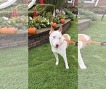 Small Photo #24 Mutt Puppy For Sale in Chester, NJ, USA