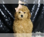 Small #4 Poodle (Miniature)