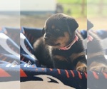 Puppy Pink Rottweiler
