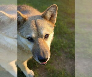 German Shepherd Dog-Unknown Mix Dogs for adoption in Cedar Crest, NM, USA