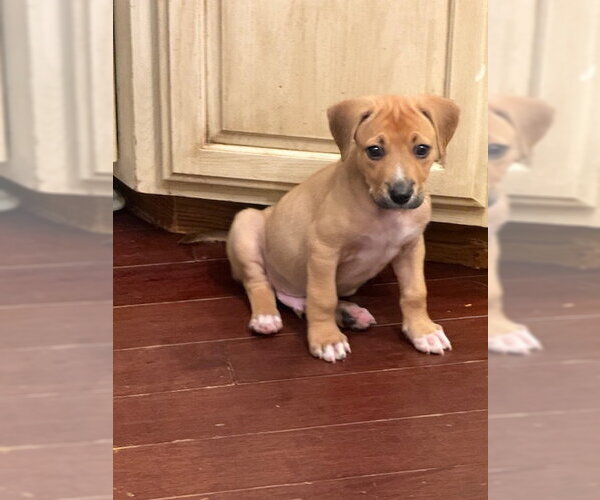 Medium Photo #3 Boxador Puppy For Sale in Plainfield, IL, USA