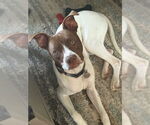 Small #40 American Pit Bull Terrier Mix