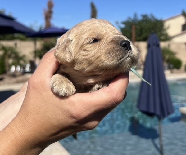 Medium Photo #7 Goldendoodle Puppy For Sale in PHOENIX, AZ, USA