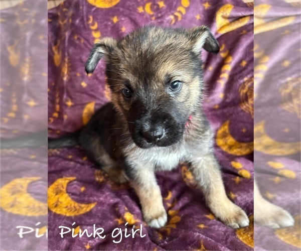 Medium Photo #1 German Shepherd Dog-Siberian Husky Mix Puppy For Sale in HOLTON, MI, USA