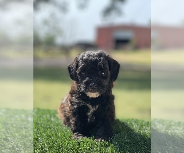 Medium Photo #4 ShihPoo Puppy For Sale in EL CAMPO, TX, USA
