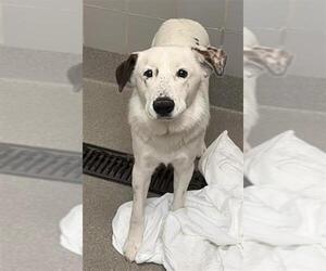 Mutt Dogs for adoption in Las Vegas, NV, USA