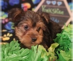 Small Photo #12 Yorkshire Terrier Puppy For Sale in AKRON, OH, USA
