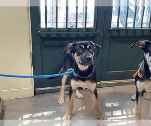 German Shepherd Dog-Unknown Mix Dogs for adoption in Pasadena, CA, USA