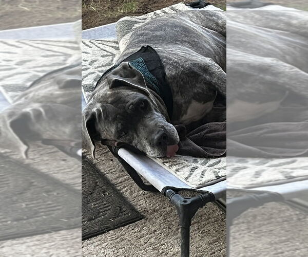 Medium Photo #3 Mastiff Puppy For Sale in Dana Point, CA, USA