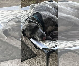 Pancho - Male Mastiff Dog for Adoption - Photo #3