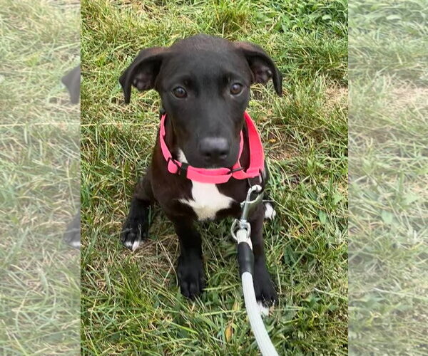 Medium Photo #1 Mutt Puppy For Sale in Cliffwood, NJ, USA