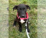 Stella - Female Mutt Dog for Adoption - Small photo