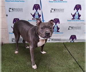 American Pit Bull Terrier Dogs for adoption in Orlando, FL, USA