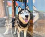 Small #1 Siberian Husky Mix