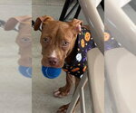 Small Photo #2 Mutt Puppy For Sale in Pompano Beach , FL, USA