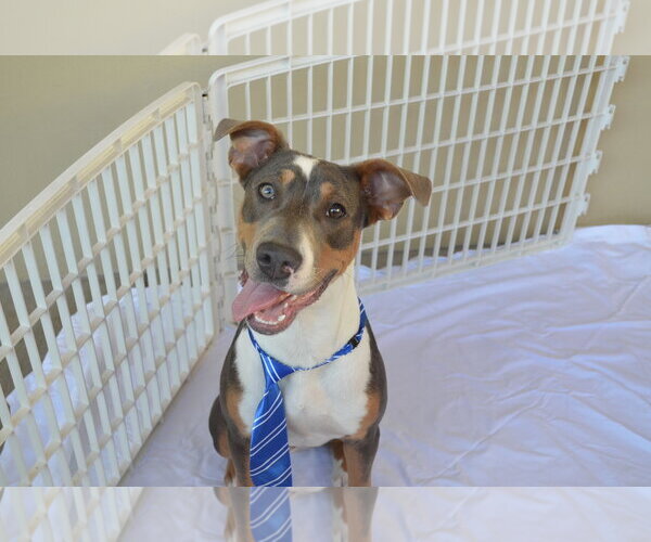 Medium Photo #2 Bullboxer Pit Puppy For Sale in McKinney, TX, USA