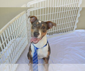 Spain - Male Bullboxer Pit Dog for Adoption - Photo #2