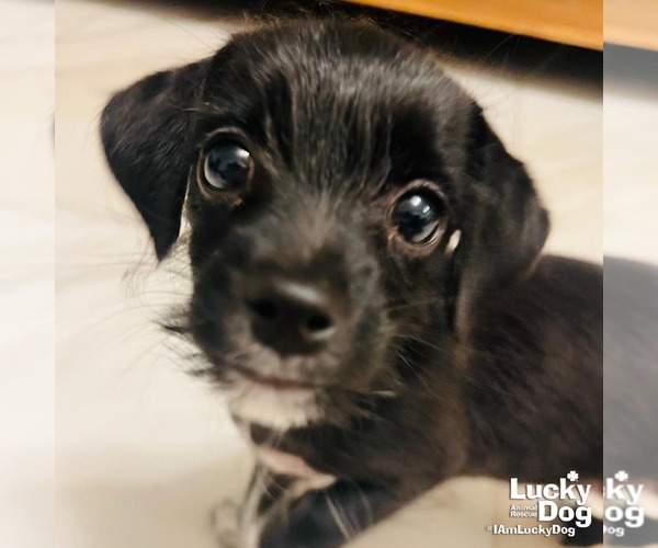 Medium Photo #2 Mutt Puppy For Sale in Washington, DC, USA