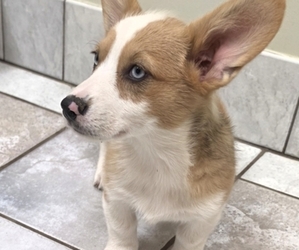 Pembroke Welsh Corgi Puppy for sale in MILTON, WI, USA