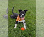 Small #2 Labrador Retriever Mix