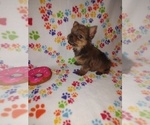 Small #15 Yorkshire Terrier