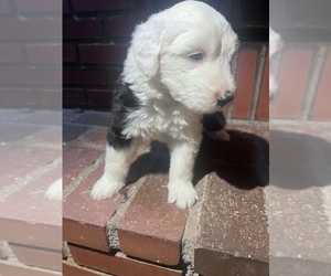 Old English Sheepdog Puppy for sale in ACTON, CA, USA
