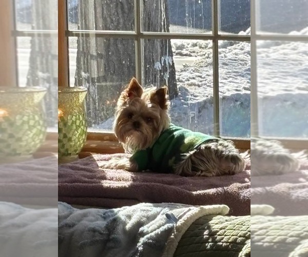 Medium Photo #1 Morkie-Yorkshire Terrier Mix Puppy For Sale in WOBURN, MA, USA
