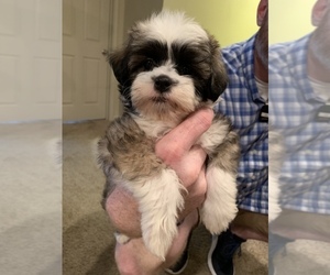 Shih Tzu Puppy for sale in AUGUSTA, GA, USA