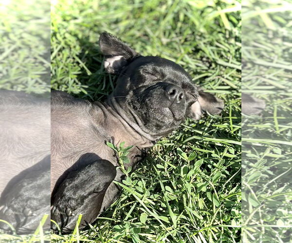 Medium Photo #2 Mutt Puppy For Sale in Estherville, IA, USA