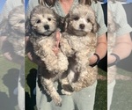 Small Photo #14 Shih-Poo Puppy For Sale in SAN DIEGO, CA, USA