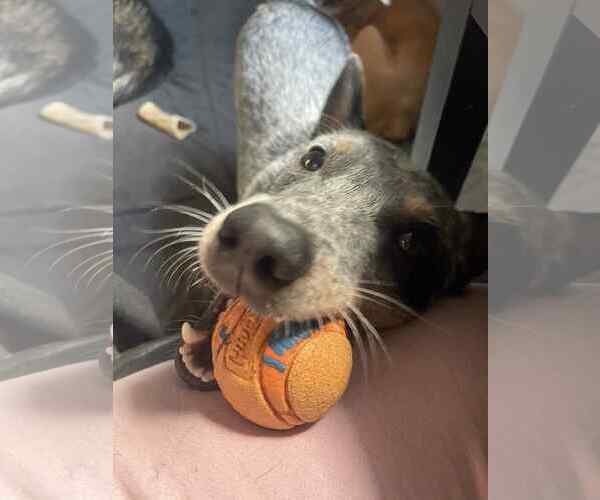 Medium Photo #16 Mutt Puppy For Sale in Highland, IL, USA