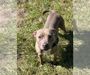Penny (Penelope) - Female Mutt Dog for Adoption - Photo #5