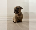 Small Photo #8 French Bulldog Puppy For Sale in FLEMING ISLAND, FL, USA