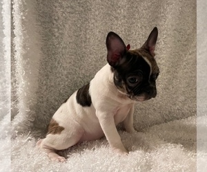Faux Frenchbo Bulldog Puppy for sale in BREMERTON, WA, USA
