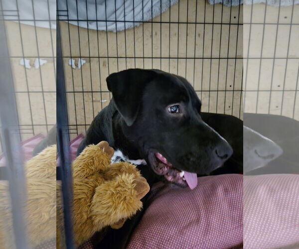 Medium Photo #3 Labrador Retriever-Staffordshire Bull Terrier Mix Puppy For Sale in Crystal, MN, USA