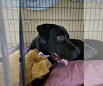 Small #2 Labrador Retriever-Staffordshire Bull Terrier Mix