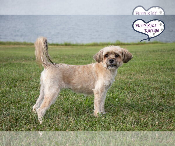 Medium Photo #3 Havanese-Unknown Mix Puppy For Sale in Lee's Summit, MO, USA