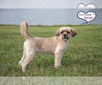 Small #2 Havanese Mix