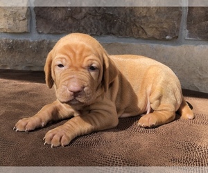 Vizsla Puppy for sale in NAYLOR, MO, USA