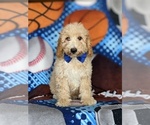 Small Photo #1 Goldendoodle (Miniature) Puppy For Sale in KIRKWOOD, PA, USA