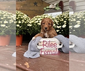 Goldendoodle (Miniature) Puppy for Sale in KIMMELL, Indiana USA