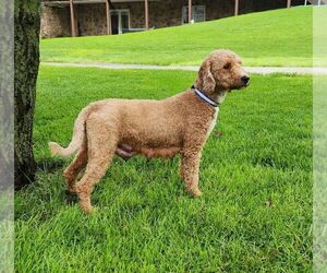 Mother of the Goldendoodle (Miniature) puppies born on 04/07/2025