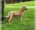 Small Photo #1 Goldendoodle (Miniature) Puppy For Sale in EAST EARL, PA, USA