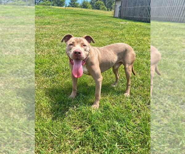 Medium Photo #1 Mutt Puppy For Sale in Abbeville, LA, USA