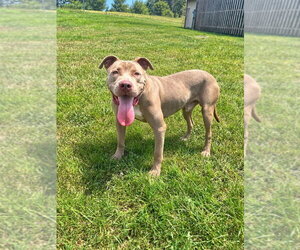 Mutt Dogs for adoption in Abbeville, LA, USA