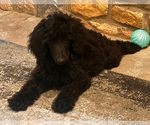 Puppy AKC MALE BLACK Poodle (Standard)