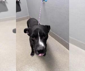 Mutt Dogs for adoption in Las Vegas, NV, USA