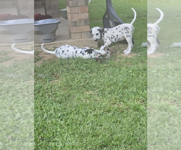 Medium Photo #1 Dalmatian Puppy For Sale in BECKLEY, WV, USA