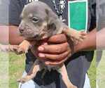 Puppy Puppy 5 F3 American Bully